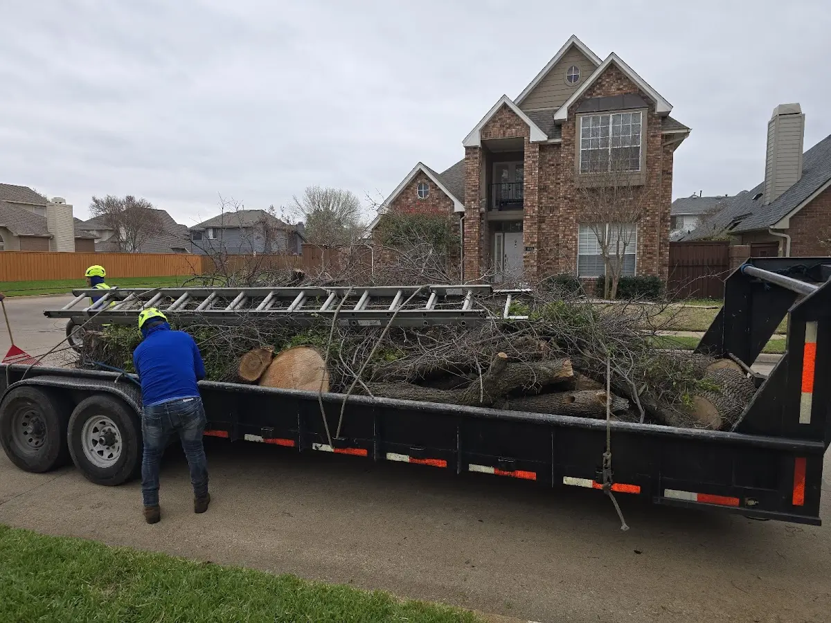 Expert Tree Pest Control with proper safety equipment in Lamont